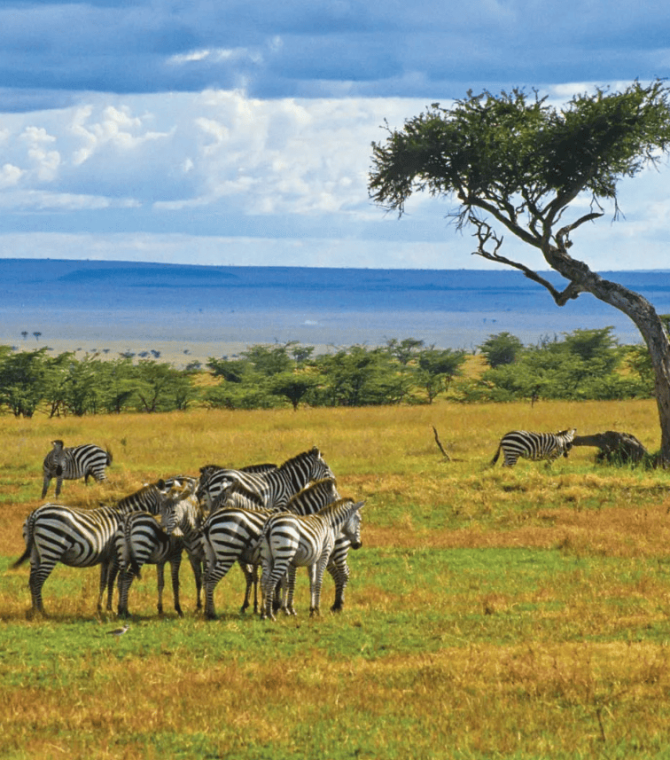 Wild Splendors: Zambia
